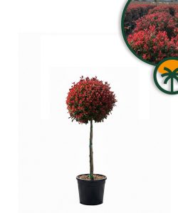 Photinie sur tige - Photinia fraseri - 120 cm