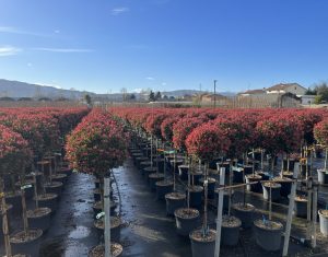 Photinie sur tige - Photinia fraseri - 120 cm