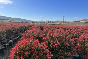 Photinie sur tige - Photinia fraseri - 120 cm