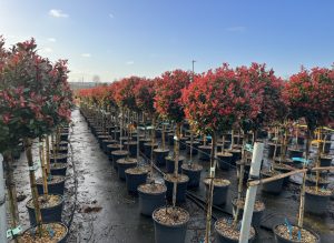 Photinie sur tige - Photinia fraseri - 120 cm