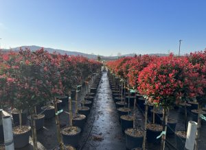 Photinie sur tige - Photinia fraseri - 120 cm