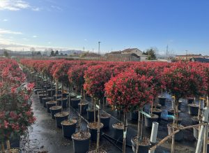 Photinie sur tige - Photinia fraseri - 120 cm