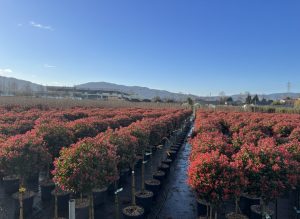 Photinie sur tige - Photinia fraseri - 120 cm