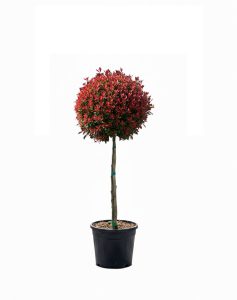 Photinie sur tige - Photinia fraseri - 120 cm