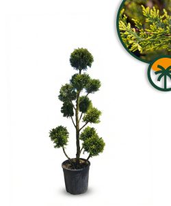 Leylandii - Pom-Pon - 150 cm - 20L