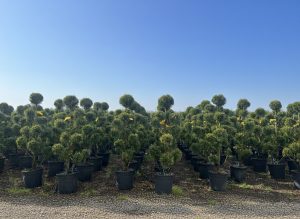 Leylandii - Pom-Pon - 150 cm - 20L