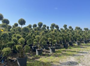 Leylandii - Pom-Pon - 150 cm - 20L
