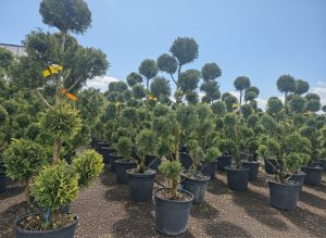 Leylandii - Pom-Pon - 150 cm - 20L