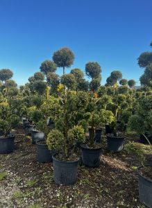 Leylandii - Pom-Pon - 150 cm - 20L