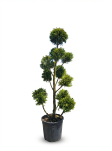 Leylandii - Pom-Pon - 150 cm - 20L