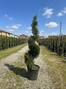 Leylandii - Spirale - 150 cm