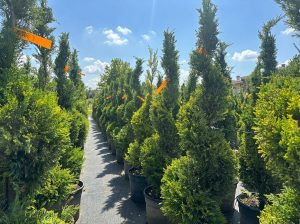 Leylandii - Spirale - 150 cm