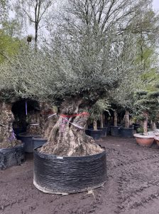 Olivier Bonsai - Olea europaea - 350 ans - circonférence du tronc 270 cm