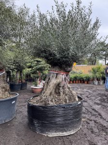 Olivier Bonsai - Olea europaea - 350 ans - circonférence du tronc 270 cm