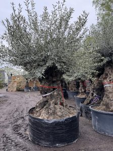 Olivier Bonsai - Olea europaea - 350 ans - circonférence du tronc 270 cm