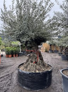 Olivier Bonsai - Olea europaea - 350 ans - circonférence du tronc 270 cm