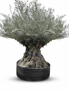 Olivier Bonsai - Olea europaea - 350 ans - circonférence du tronc 270 cm