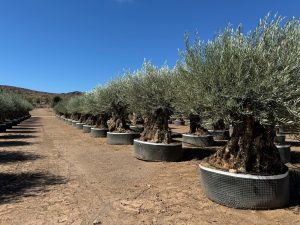 Olivier Bonsai - Olea europaea - 350 ans - circonférence du tronc 270 cm