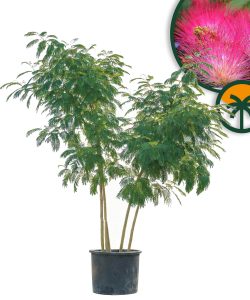 Arbre à soie de Perse - Albizia Ombrella - Multitronc XL - 240 cm