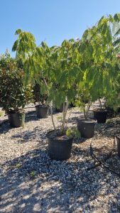 Arbre à soie de Perse - Albizia Ombrella - Multitronc XL - 240 cm