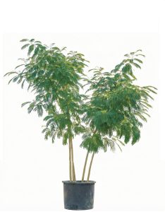 Arbre à soie de Perse - Albizia Ombrella - Multitronc XL - 240 cm