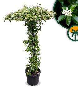 Jasmin de Toscane - Trachelospermum jasminoides - Forme parasol - 200 cm