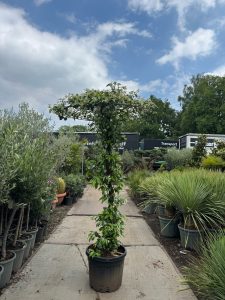 Jasmin de Toscane - Trachelospermum jasminoides - Forme parasol - 200 cm