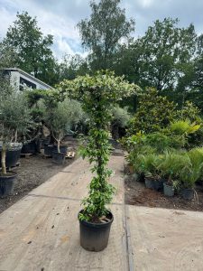 Jasmin de Toscane - Trachelospermum jasminoides - Forme parasol - 200 cm