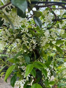 Jasmin de Toscane - Trachelospermum jasminoides - Forme parasol - 200 cm