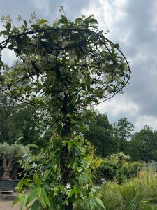 Jasmin de Toscane - Trachelospermum jasminoides - Forme parasol - 200 cm
