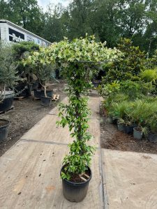 Jasmin de Toscane - Trachelospermum jasminoides - Forme parasol - 200 cm