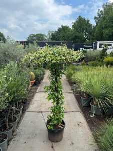 Jasmin de Toscane - Trachelospermum jasminoides - Forme parasol - 200 cm