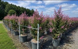 Lilas des Indes - Lagerstroemia indica - 150 cm - Fleurs roses