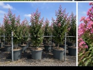 Lilas des Indes - Lagerstroemia indica - 150 cm - Fleurs roses