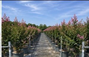 Lilas des Indes - Lagerstroemia indica - 150 cm - Fleurs roses