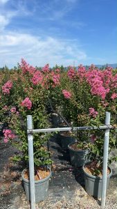 Lilas des Indes - Lagerstroemia indica - 150 cm - Fleurs roses