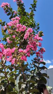 Lilas des Indes - Lagerstroemia indica - 150 cm - Fleurs roses