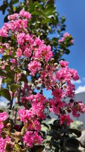 Lilas des Indes - Lagerstroemia indica - 150 cm - Fleurs roses