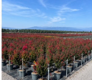 Lilas des Indes - Lagerstroemia indica - 150 cm - Fleurs rouges