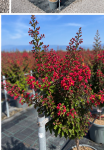 Lilas des Indes - Lagerstroemia indica - 150 cm - Fleurs rouges