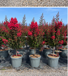 Lilas des Indes - Lagerstroemia indica - 150 cm - Fleurs rouges