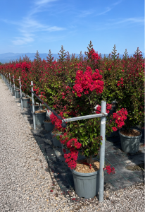 Lilas des Indes - Lagerstroemia indica - 150 cm - Fleurs rouges